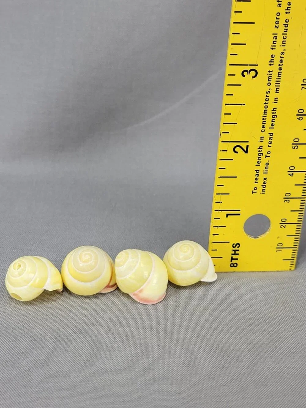 Yellow Banded Land Snail Shells Lot of 4 Decor Crafts